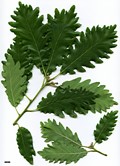 SpeciesSub: 'Kortrijk' (Q.petraea × Q.pubescens)